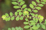 Muscarene Island leaf-flower